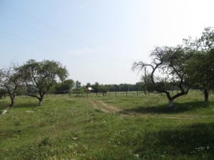 IMG_0379